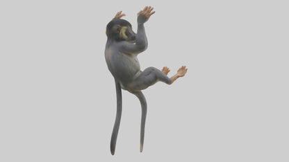 Dusky Leaf Monkey Model VR / AR / low-poly