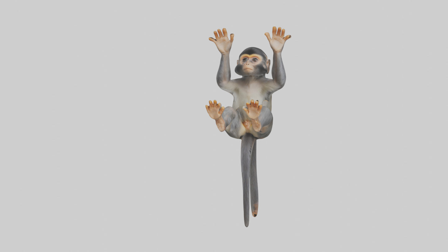 Dusky Leaf Monkey Model VR / AR / low-poly