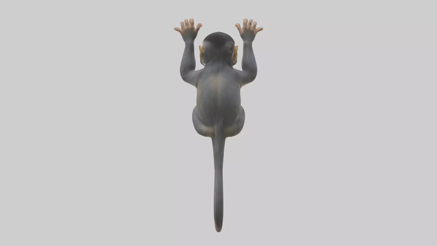 Dusky Leaf Monkey Model VR / AR / low-poly