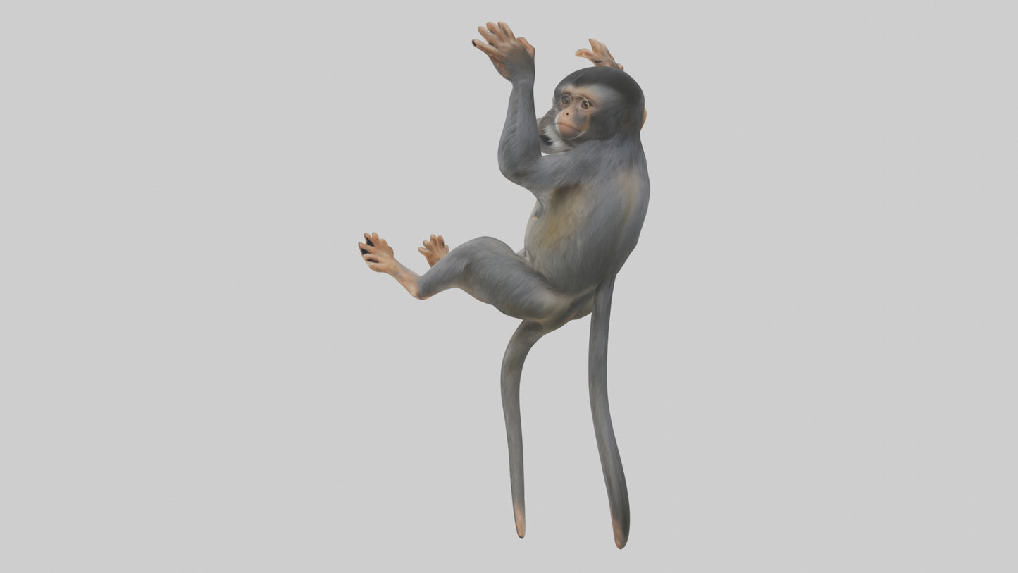 Dusky Leaf Monkey Model VR / AR / low-poly