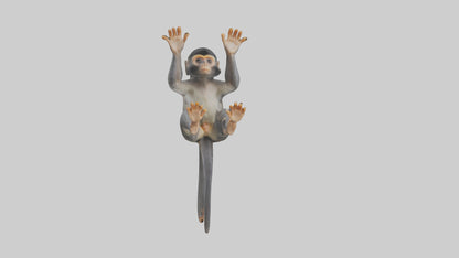Dusky Leaf Monkey Model VR / AR / low-poly