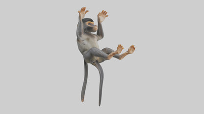 Dusky Leaf Monkey Model VR / AR / low-poly