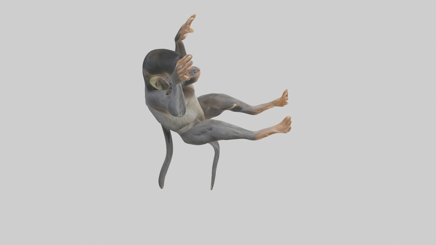Dusky Leaf Monkey Model VR / AR / low-poly
