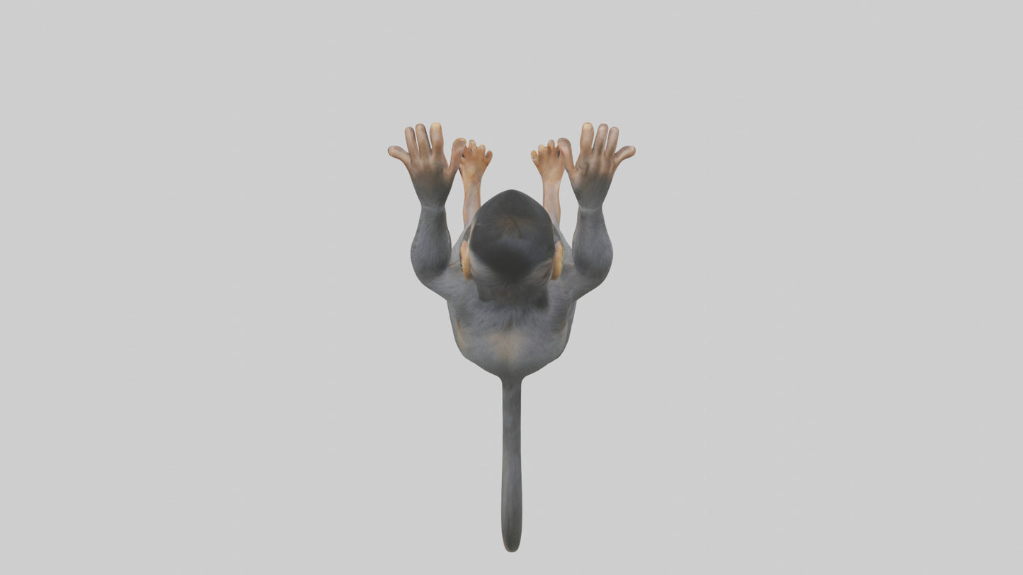 Dusky Leaf Monkey Model VR / AR / low-poly