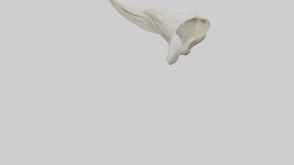 3D model Eagle Beak Bone VR / AR / low-poly