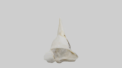 3D model Eagle Beak Bone VR / AR / low-poly
