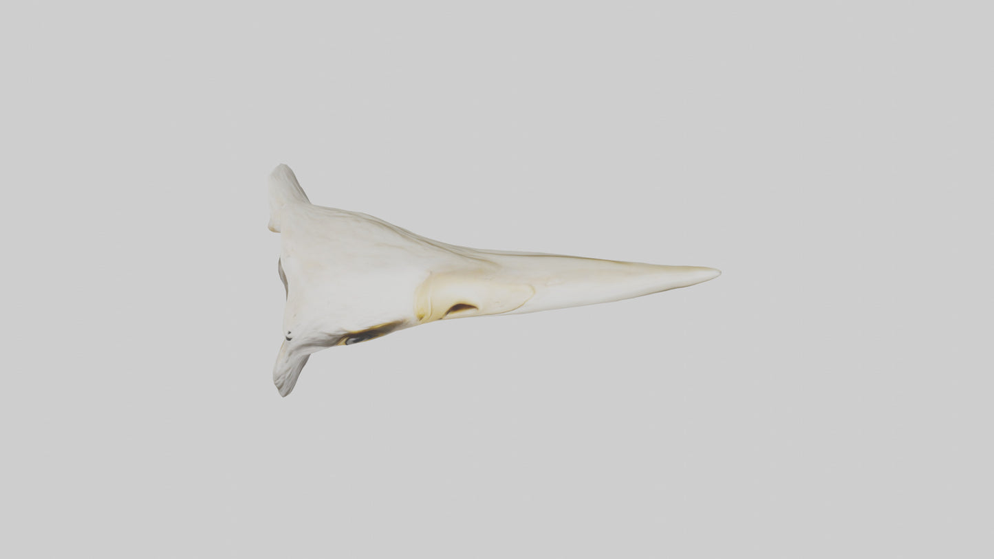 3D model Eagle Beak Bone VR / AR / low-poly
