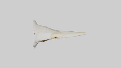 3D model Eagle Beak Bone VR / AR / low-poly