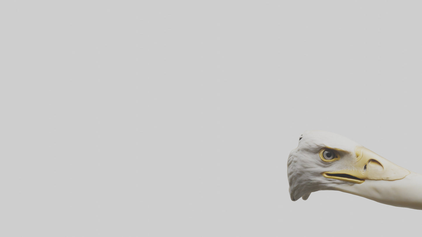 3D model Eagle Beak Bone VR / AR / low-poly