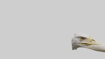 3D model Eagle Beak Bone VR / AR / low-poly