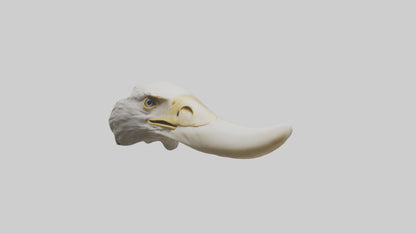 3D model Eagle Beak Bone VR / AR / low-poly