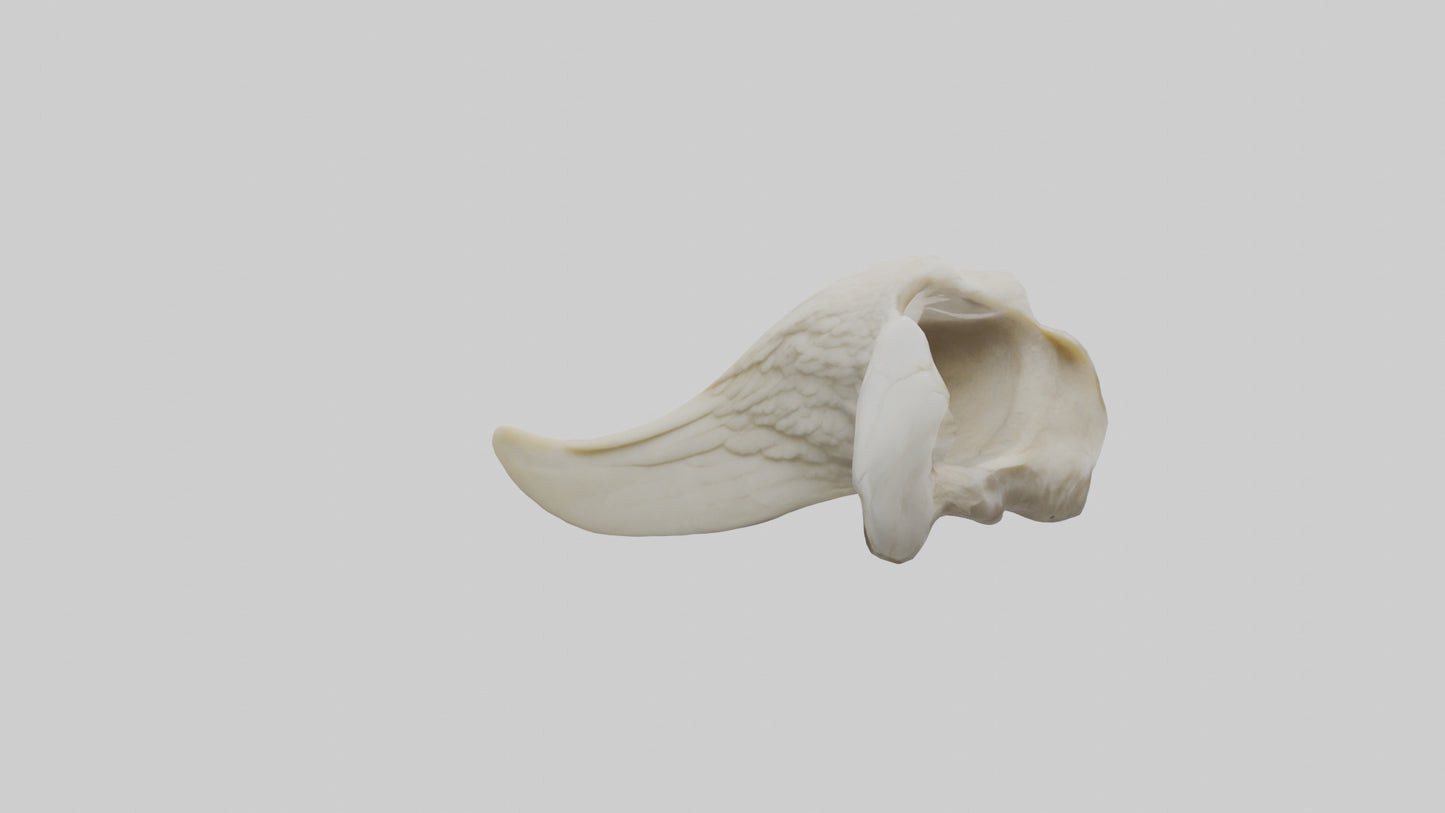 3D model Eagle Beak Bone VR / AR / low-poly