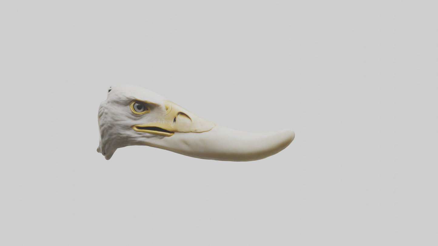 3D model Eagle Beak Bone VR / AR / low-poly