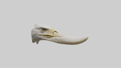3D model Eagle Beak Bone VR / AR / low-poly
