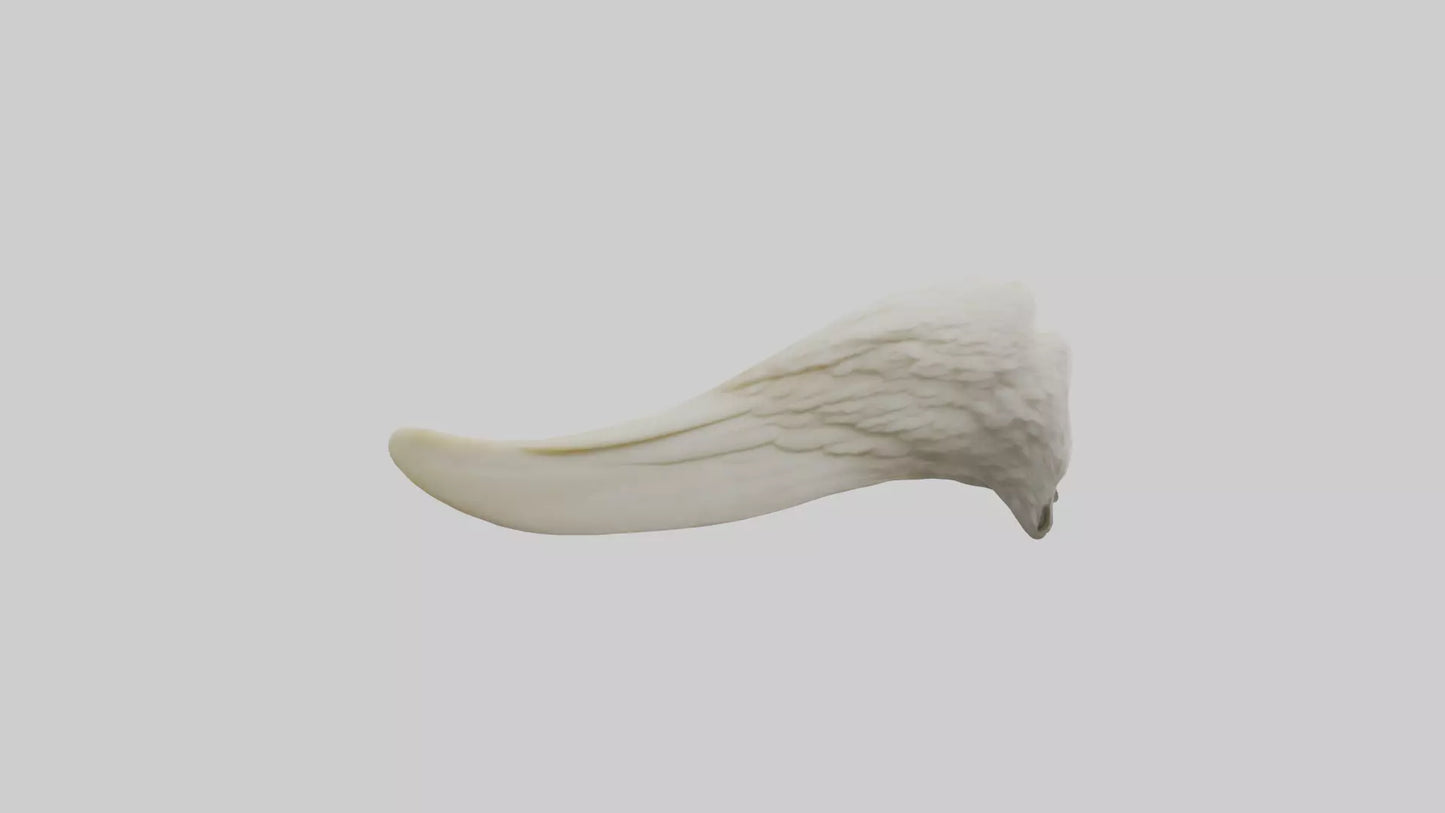 3D model Eagle Beak Bone VR / AR / low-poly