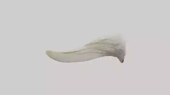 3D model Eagle Beak Bone VR / AR / low-poly