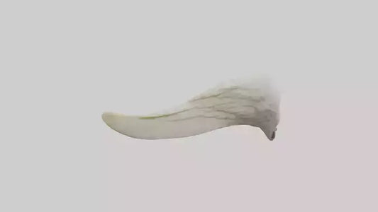 3D model Eagle Beak Bone VR / AR / low-poly