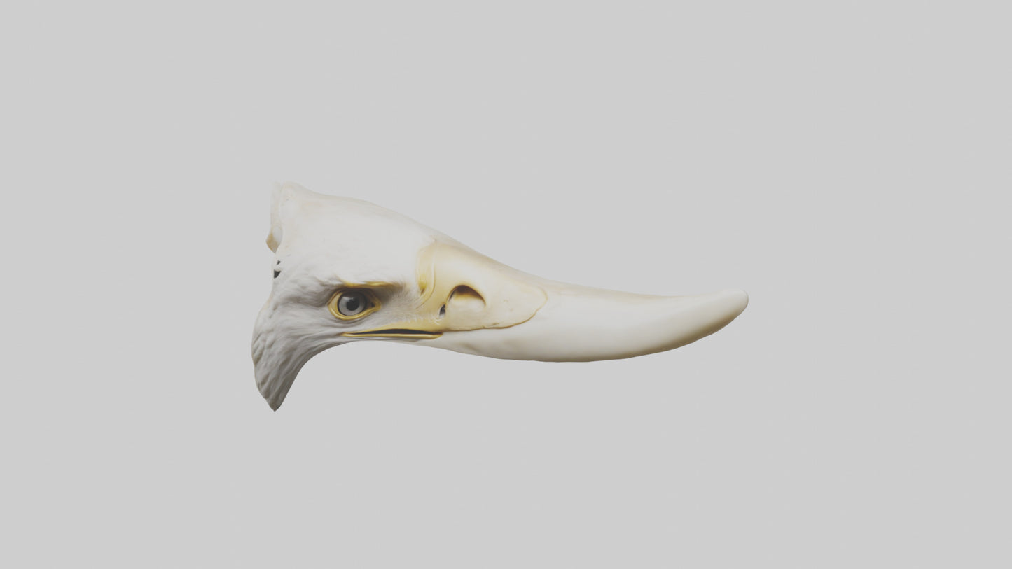 3D model Eagle Beak Bone VR / AR / low-poly