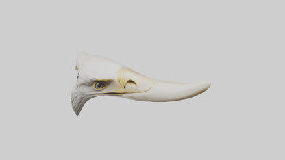 3D model Eagle Beak Bone VR / AR / low-poly