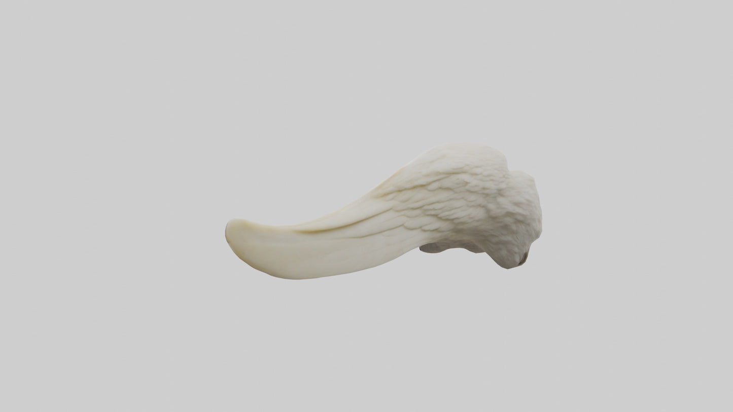 3D model Eagle Beak Bone VR / AR / low-poly