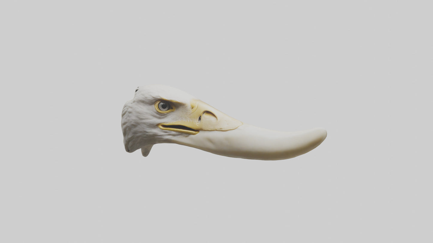 3D model Eagle Beak Bone VR / AR / low-poly