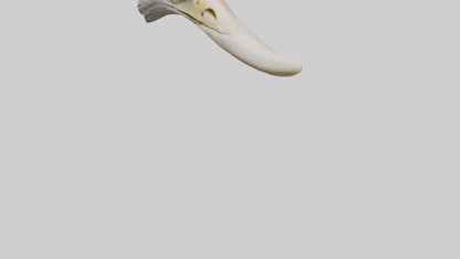 3D model Eagle Beak Bone VR / AR / low-poly