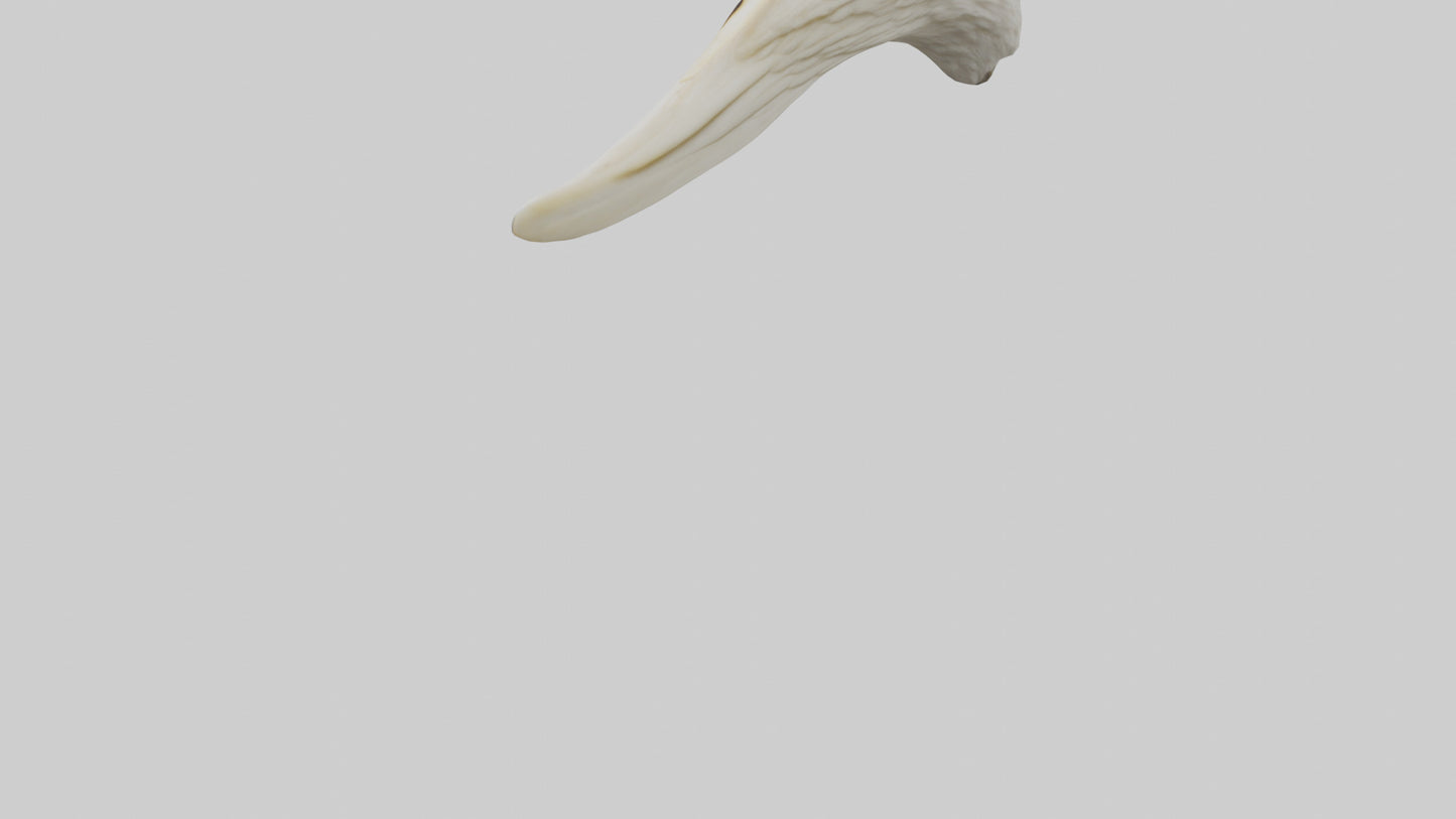 3D model Eagle Beak Bone VR / AR / low-poly