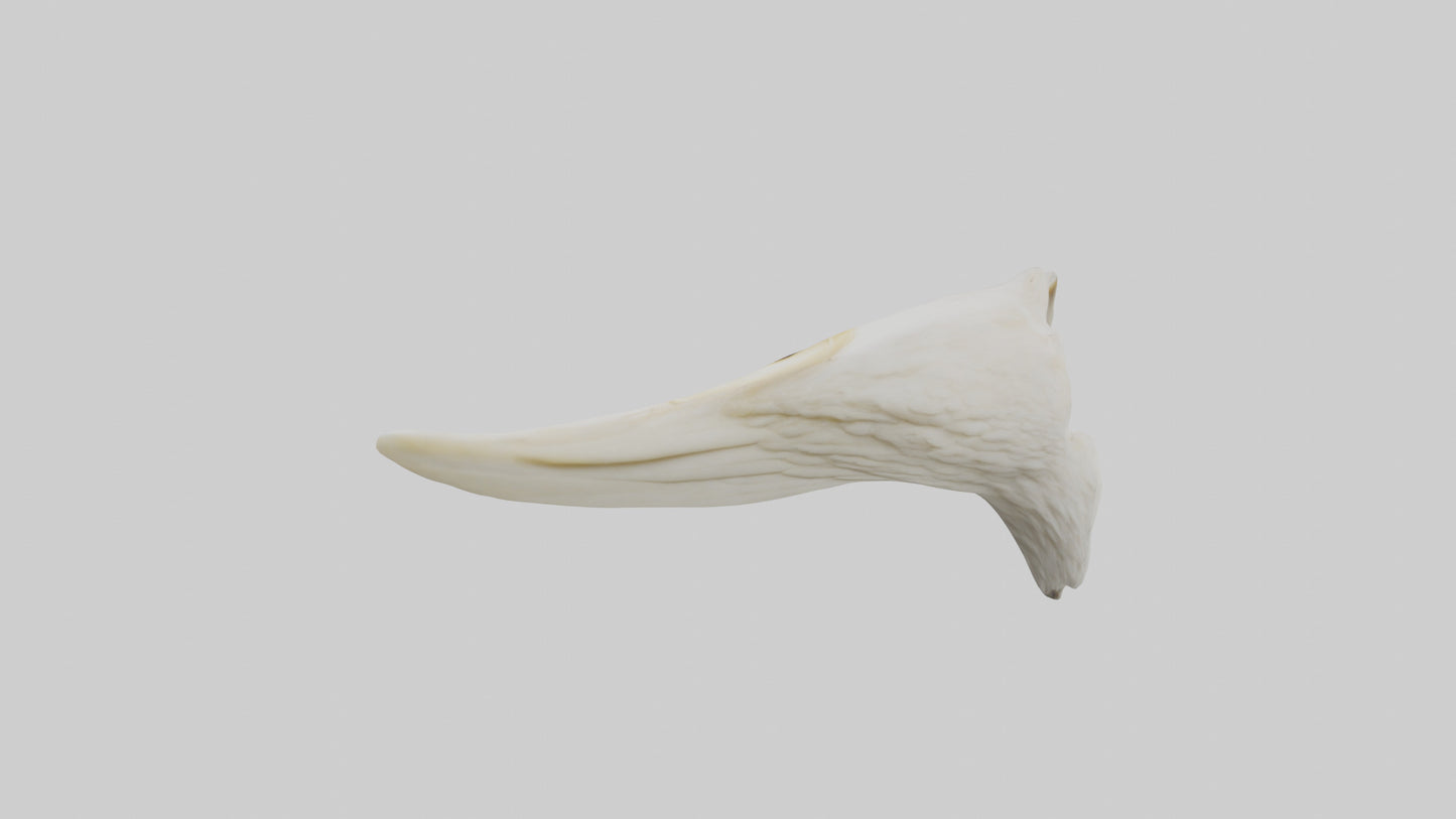 3D model Eagle Beak Bone VR / AR / low-poly