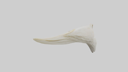 3D model Eagle Beak Bone VR / AR / low-poly