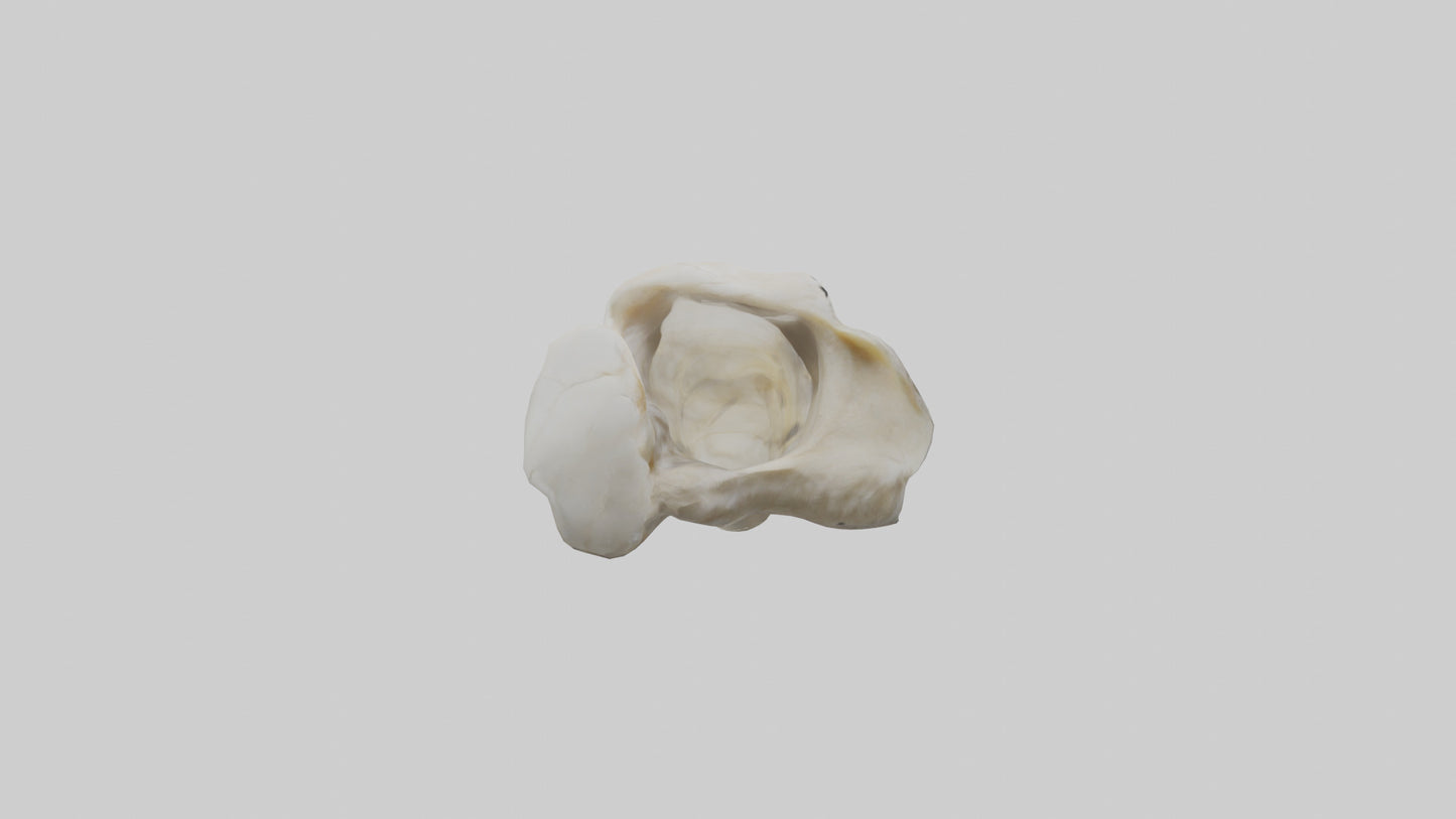 3D model Eagle Beak Bone VR / AR / low-poly