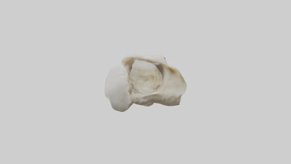 3D model Eagle Beak Bone VR / AR / low-poly