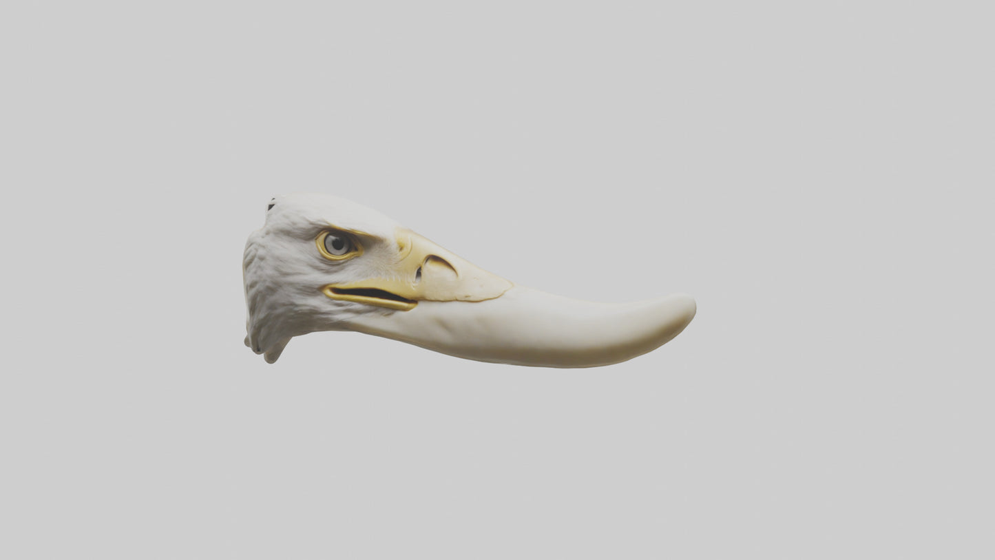 3D model Eagle Beak Bone VR / AR / low-poly