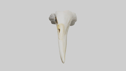 3D model Eagle Beak Bone VR / AR / low-poly
