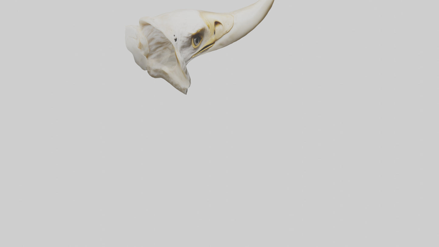 3D model Eagle Beak Bone VR / AR / low-poly
