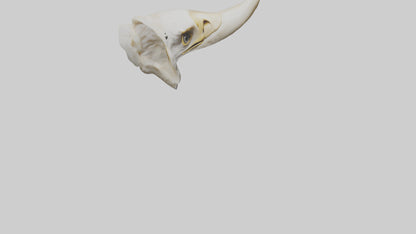 3D model Eagle Beak Bone VR / AR / low-poly