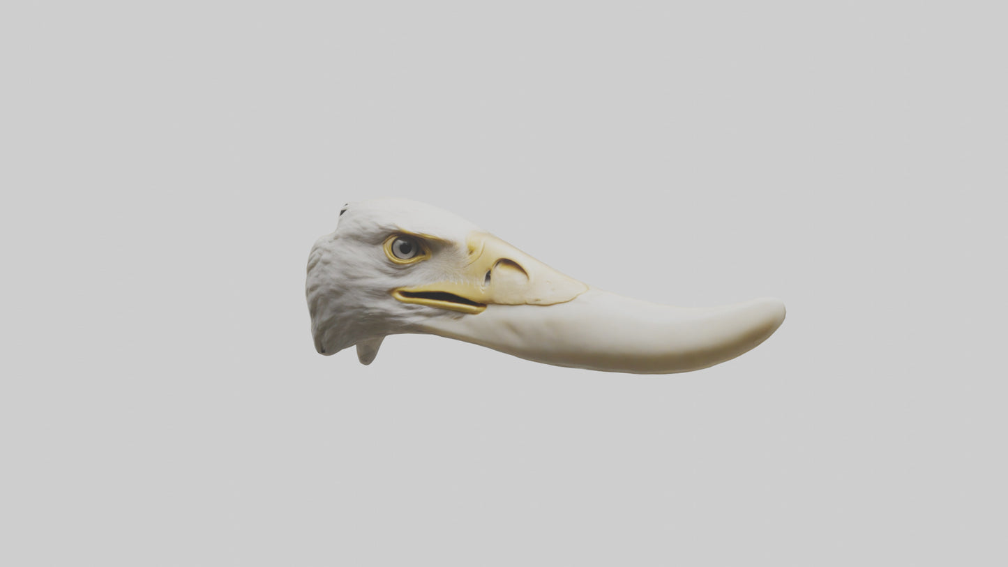 3D model Eagle Beak Bone VR / AR / low-poly