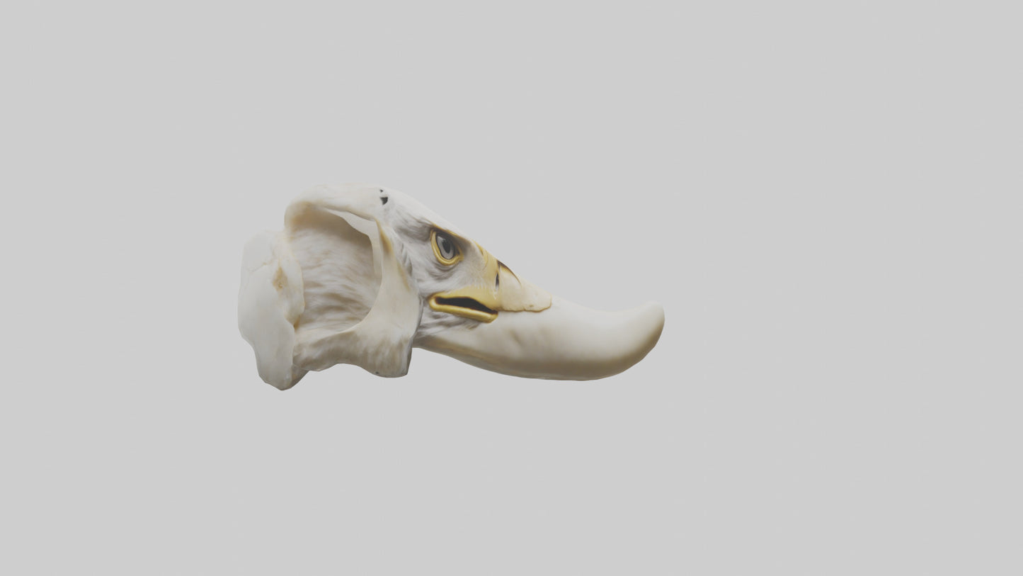 3D model Eagle Beak Bone VR / AR / low-poly