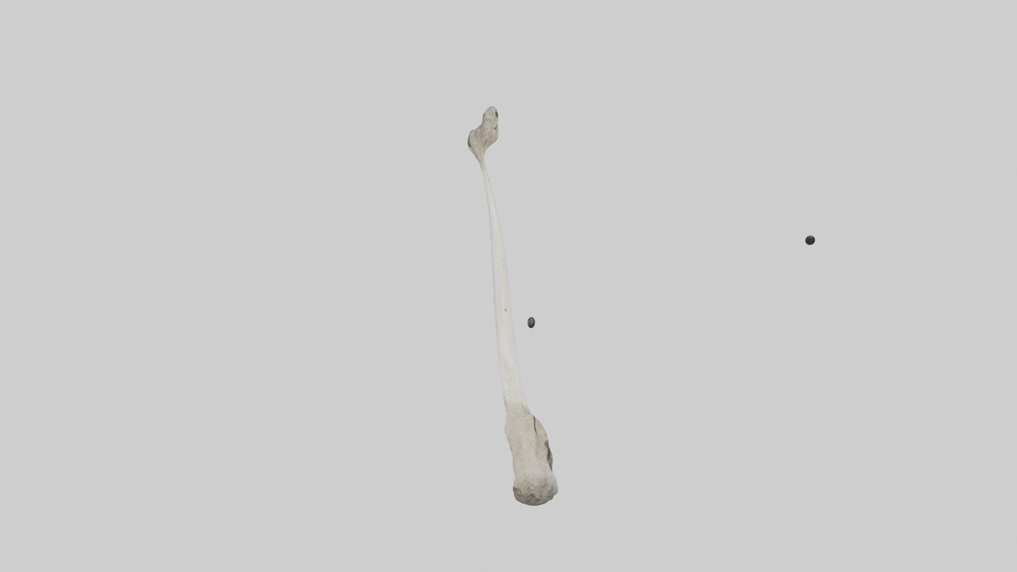 Eagle Femur 3D model