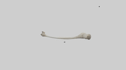 Eagle Femur 3D model