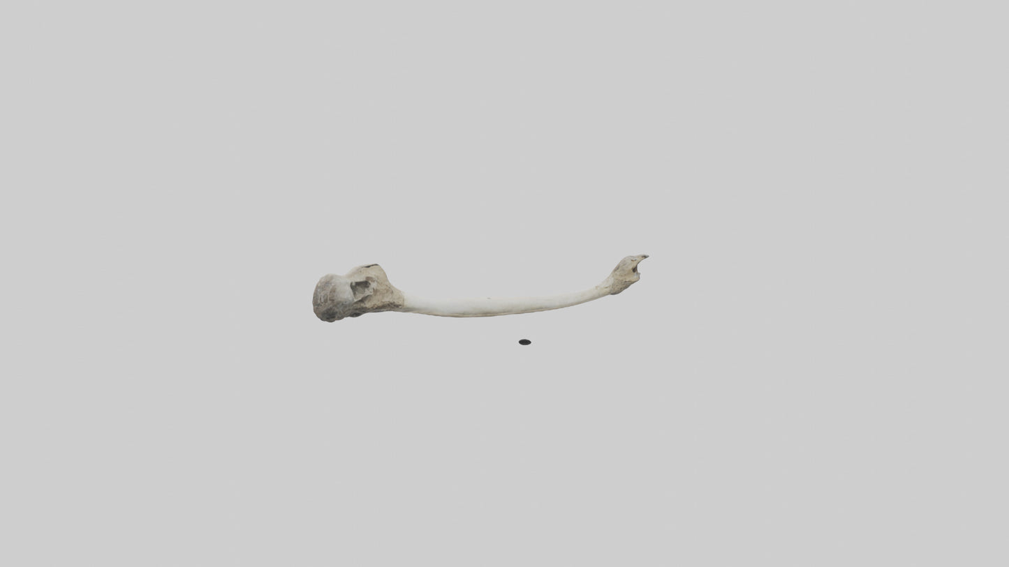 Eagle Femur 3D model