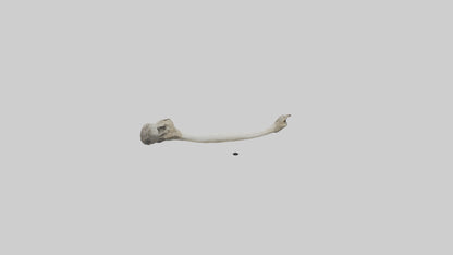 Eagle Femur 3D model