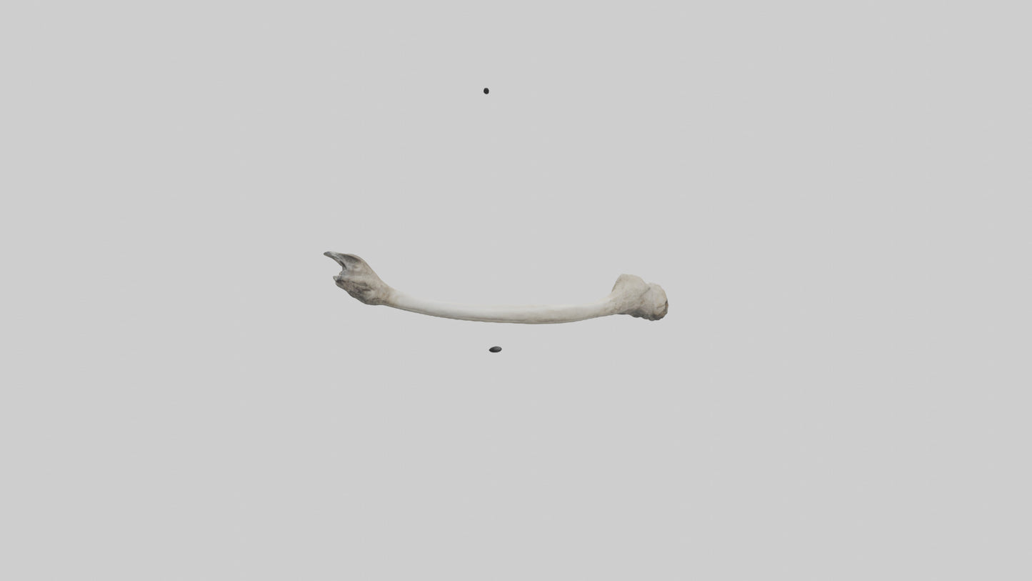 Eagle Femur 3D model