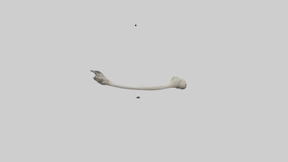 Eagle Femur 3D model