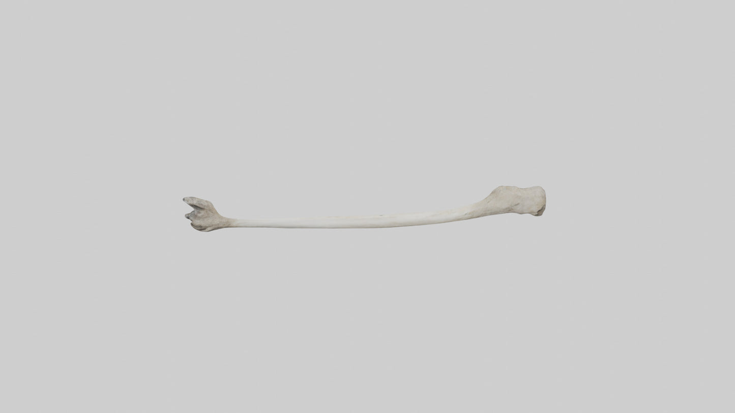 Eagle Femur 3D model