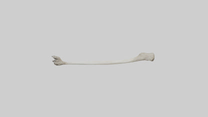 Eagle Femur 3D model