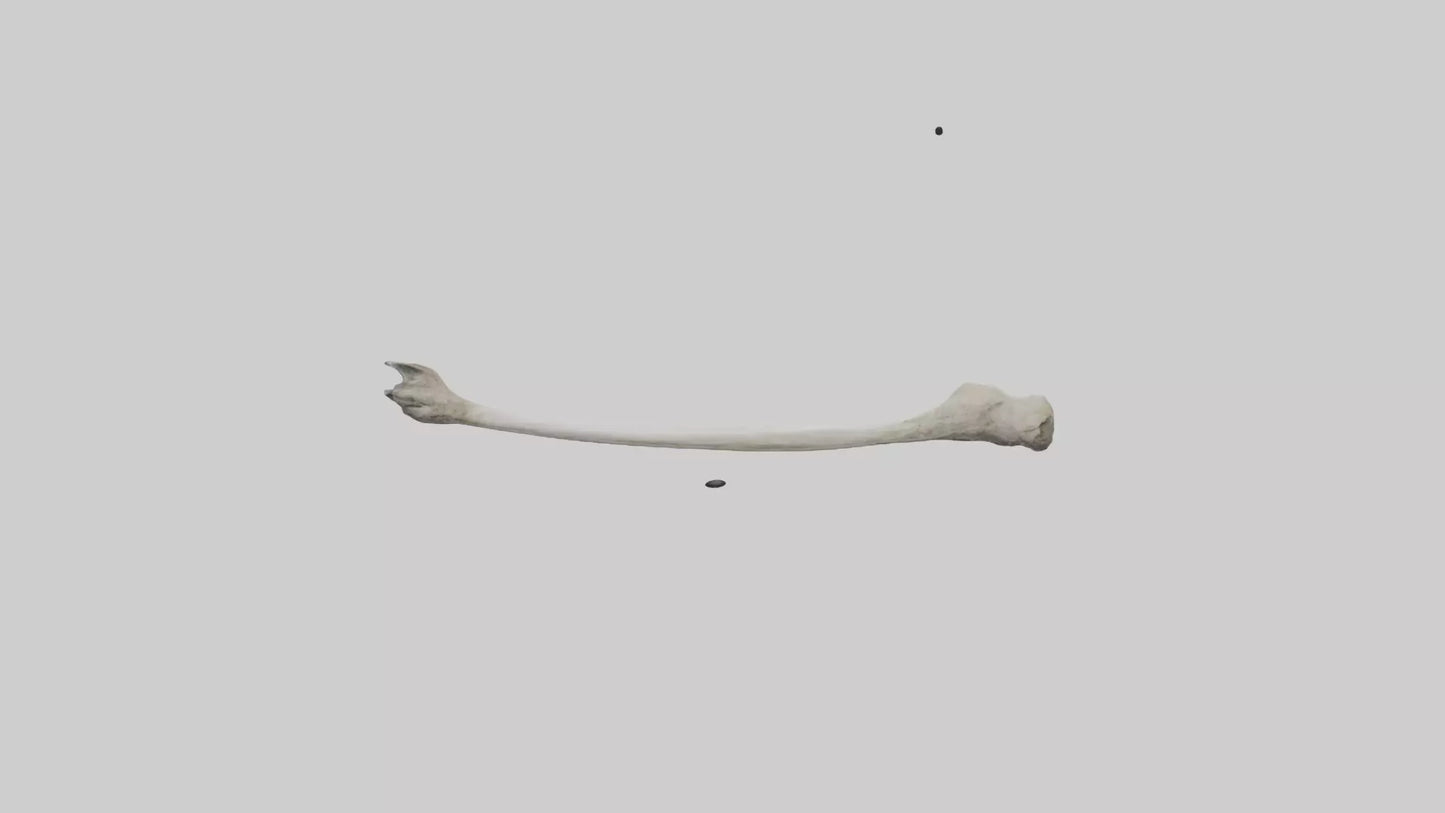 Eagle Femur 3D model