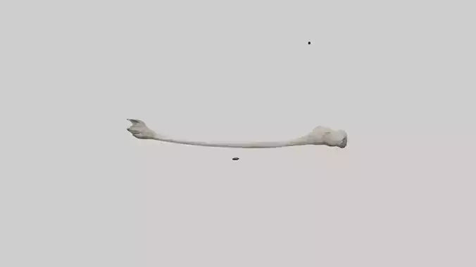 Eagle Femur 3D model