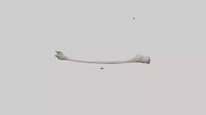 Eagle Femur 3D model