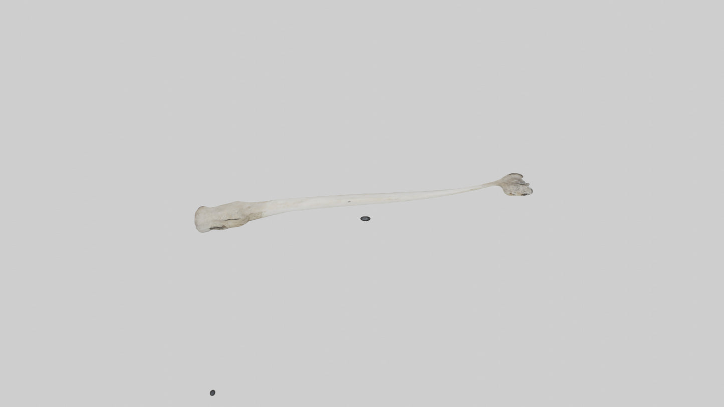 Eagle Femur 3D model