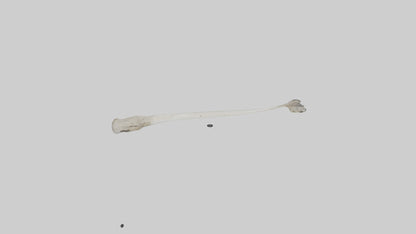 Eagle Femur 3D model